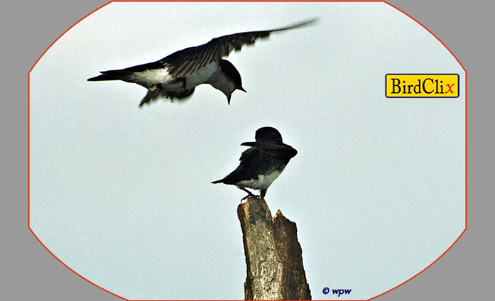<Swallow talk...>