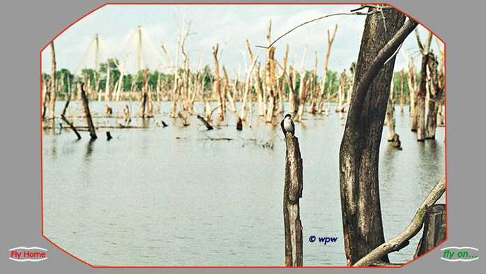 <Image of a Tree Swallow in ideal nesting environment>