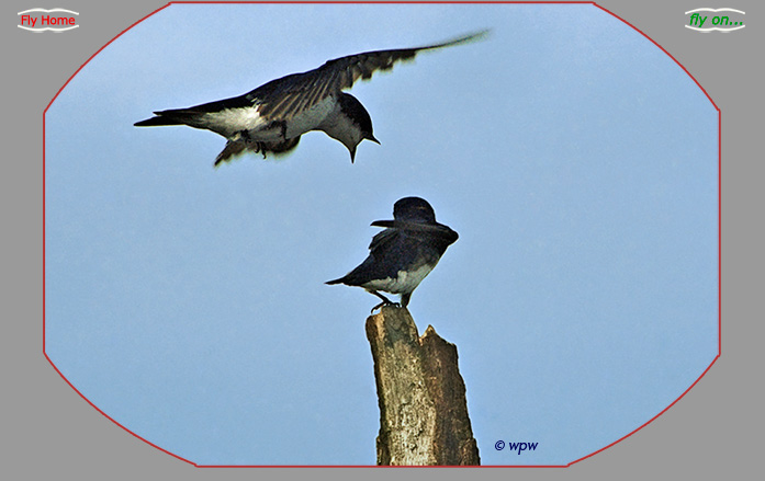 Image by Wolf Peter Weber of pair of Tree swallows in what seems to be an argument