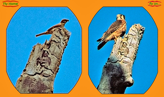 A very cocky Kestrel Alpha juvenile showing off as opposed to a Eurasian Tree Sparrow