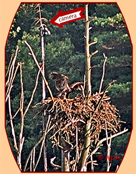 <Vertical full image by Wolf Peter Weber of eagle's nest at Barton Cove, MA>