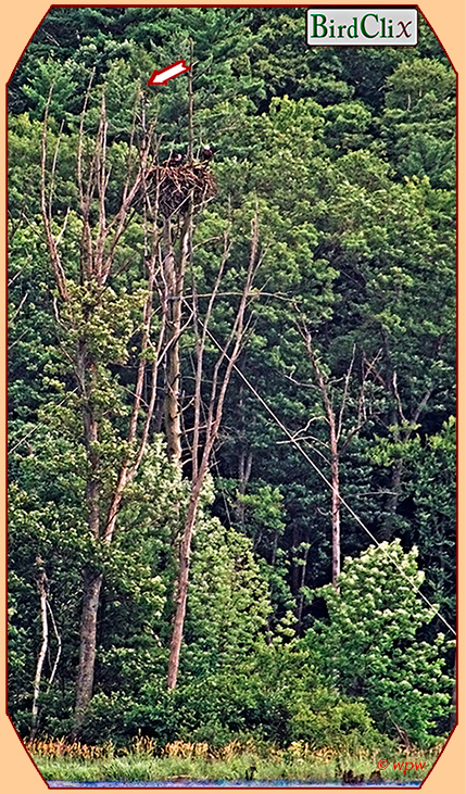 <Barton Cove, MA, Bald Eagle nest.>