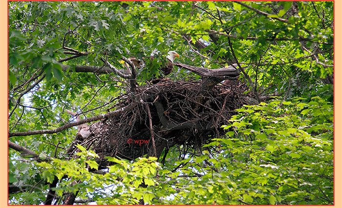 <Photograph by Wolf Peter Weber of eagle's nest, June 2013, with adult bald eagle on Barton Island, Barton Cove, MA>