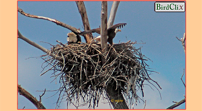 <Photo by Wolf Peter Weber of the West Springfield, MA, Bald Eagle nest, early 2014 activity>