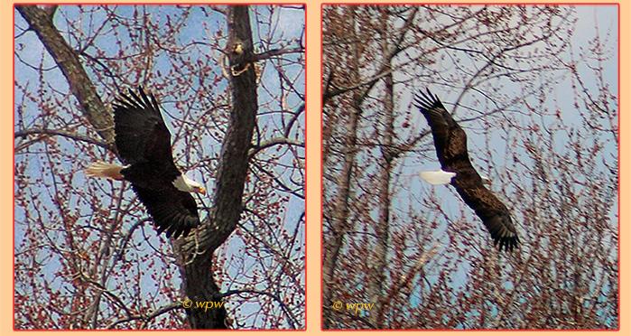 <2 images by Wolf Peter Weber of one of two nesting bald eagles taking off from the nest; Wings>