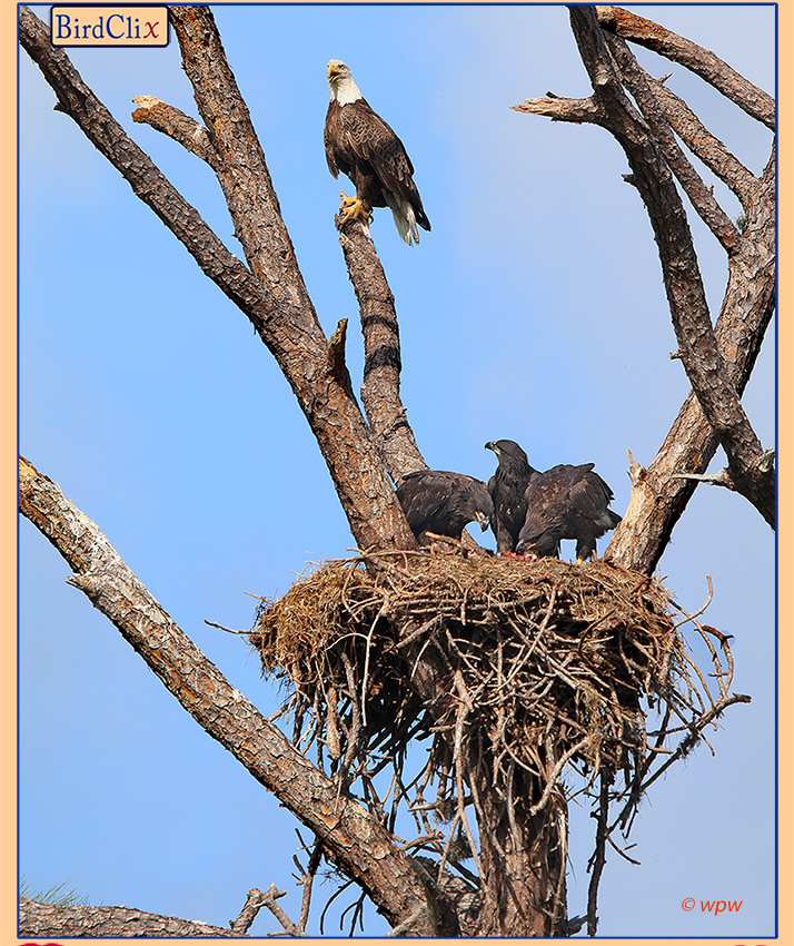 <Full page photograph showing a bald eagle's nest in Iona FL with 3 fairly grown hatchlings, approaching fledge stage. On a perch above the nest an adult eagle is watching over.>