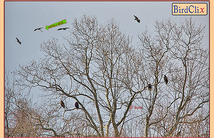 <Large photo by Wolf Peter Weber of 4 Bald Eagles on a tree plus 4 in the air above>