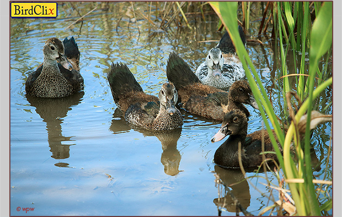 <Image by © Wolf P. Weber of a small, 5 count flock of American Comb Ducks, 1 adult female with 4 juveniles, on a SW Florida pond, far away from their home base>