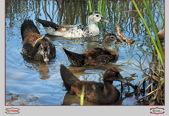 <Photographic image by © Wolf P. Weber of a female adult Comb Duck in profile with 3 juveniles on a SW Florida pond>