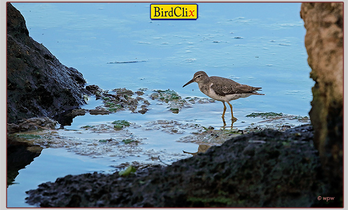 <Image by  Wolf P. Weber of a Spotted Sandpiper seemingly walking across coastal water on an algae bloom carpet>