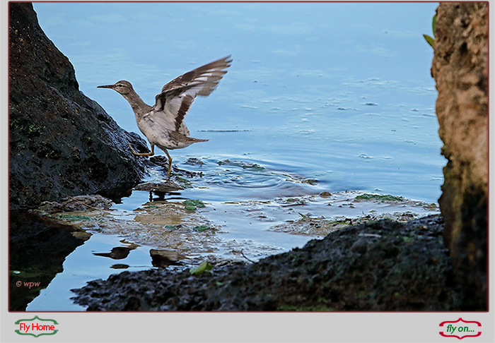 <Photo of a Spotted Sandpiper, wings up, arrives safely on a rock in coastal water with algae bloom all around.>