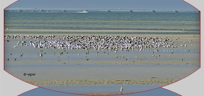 Birds at Bunche Beach, mainly Terns and Black Skimmers,
        with Sanibel Isl. causeway in background