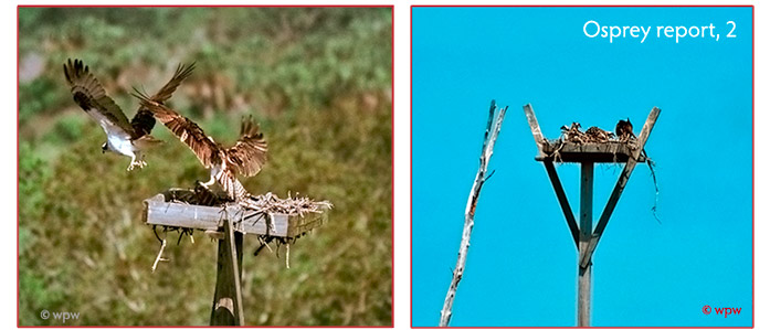 <2 images of 2 different osprey nests on man-made wood structures in SW Florida.r&gt>