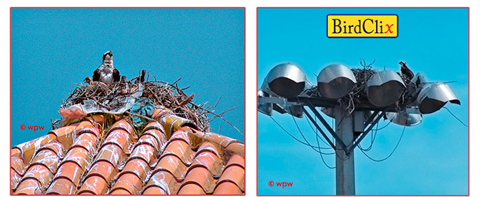 <Left image portrays a female Osprey nesting with
a brood of 3 on the red tiled roof of a lighthouse in Florida. Right image shows an osprey in yet another nest on a floodlight tower.>