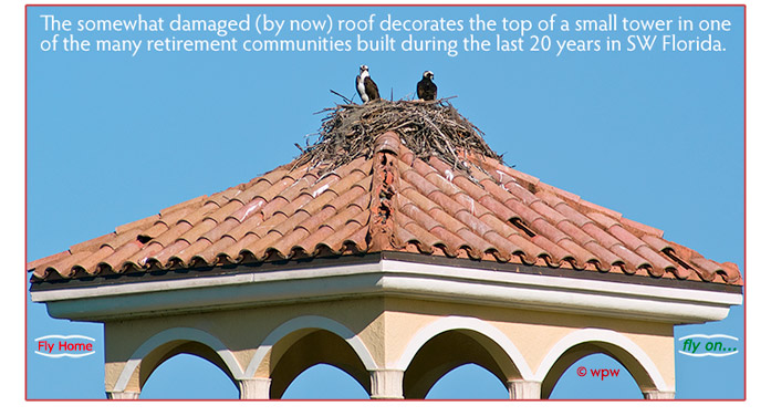 <The nest with its pair of tenants on top of the same roof (with damaged tiles) <br>
of a small lighthouse in Florida.>