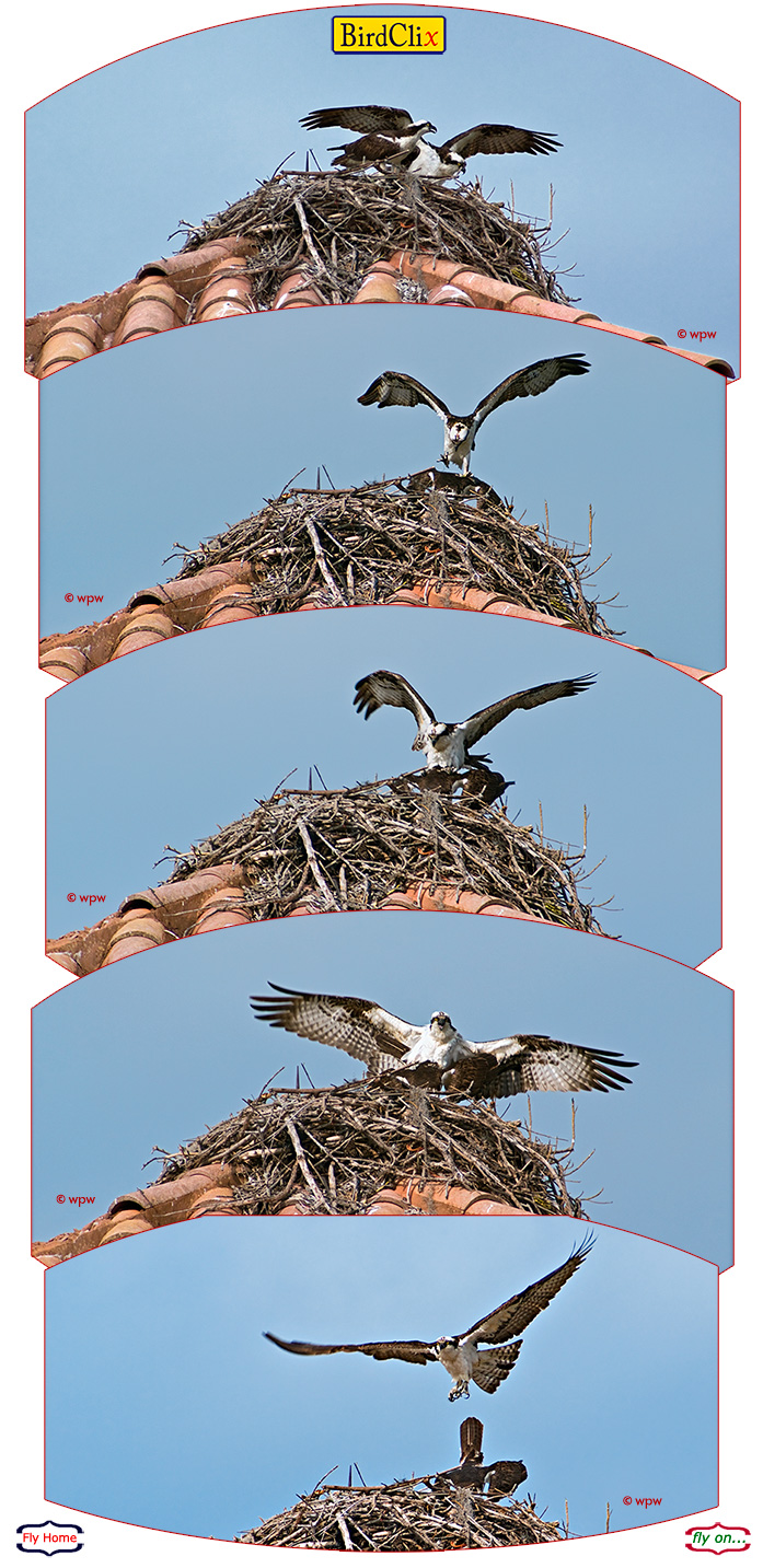 <Page with 5 images depicting a mating sequence of Osprey birds, with the nest built on a roof top. Photography by Wolf Peter Weber >