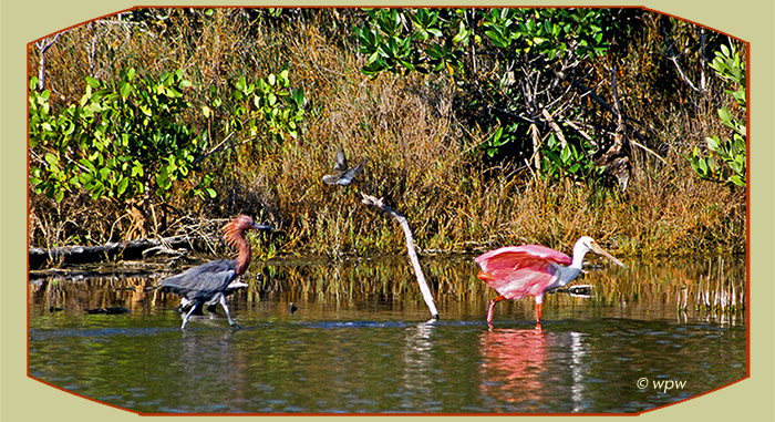 <Photo by Wolf P. Weber of a Reddish Egret chasing after a Roseate Spoonbill in a SW Fl wetland.>