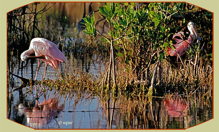 <Photo by Wolf P. Weber of 2 Roseate Spoonbills resting and preening on exposed mangrove roots.>