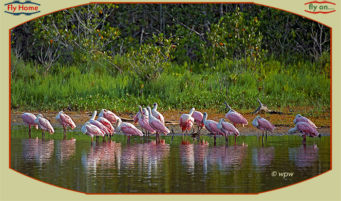 <Photo by Wolf P. Weber of some 20 Roeate Spoonbills resting and preening  in mangrove waters close to the shore.>