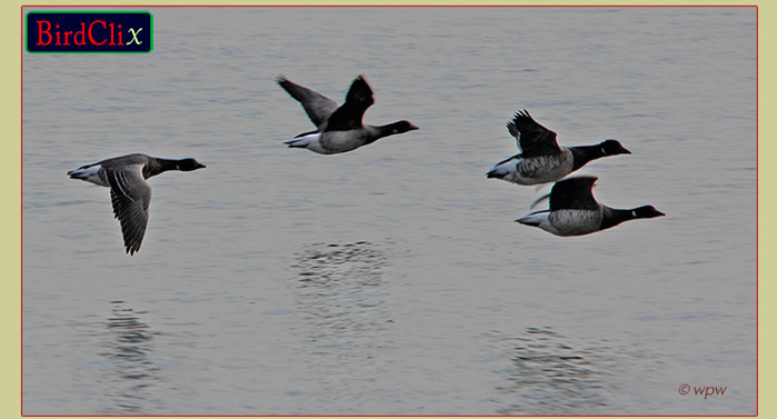 <Image of Brant in flight>