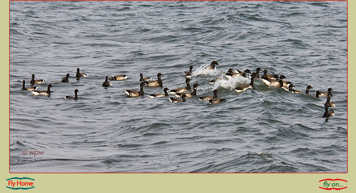 <Image of a flock of Brant in a coastal tide>