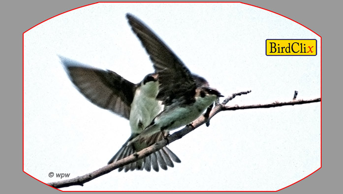 <Female Tree Swallow escaping her male suitor>