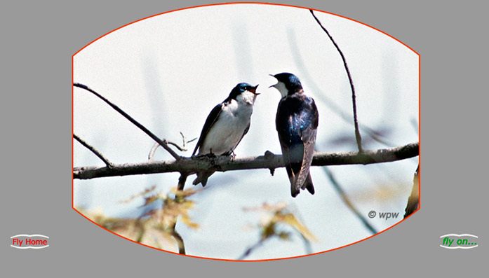 <A pair of Tree Swallows in, what appears, a heated argument - Love..?>