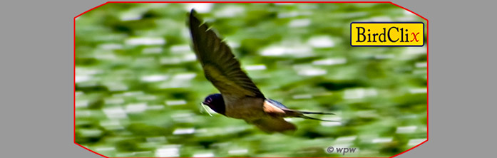 <Barn Swallow in flight>