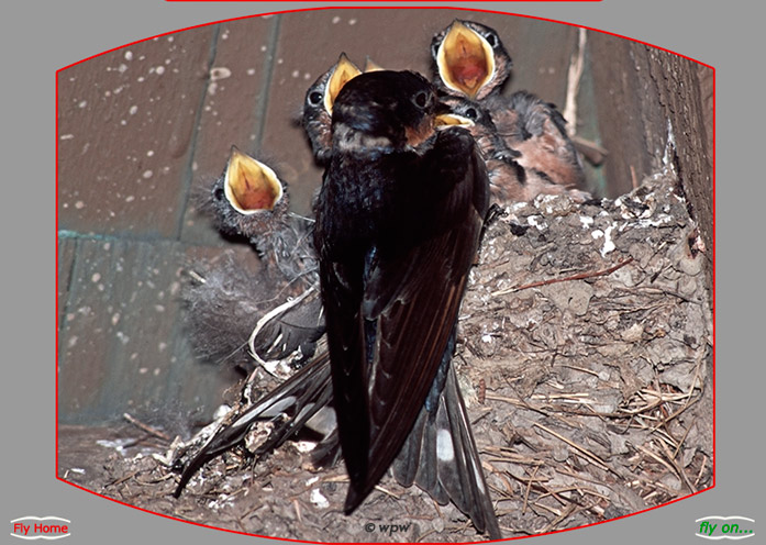 <Barn Swallow feeding chicks>