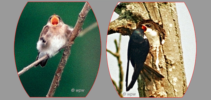 <Rough-winged Swallow chick, abd Tree Swallow feeding chick>