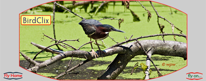 <A Green Heron on his hunting perch looking for a catch intensely.>