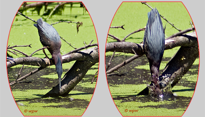<2 pictures of the same Green Heron plunging his long beak into the water covered with green algea.>