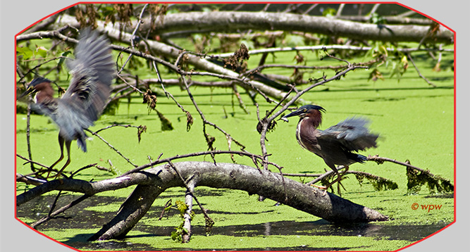 <The Green Heron succeeded. He's got a little fish. Another Green Heron appeared out of nowhere, probably interested in Free Lunch.>