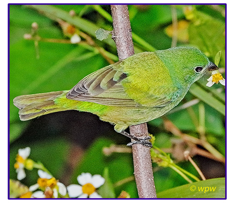 <View by wpw from top and side of a female Painted Bunting, picking at a Spanish Needle flower>