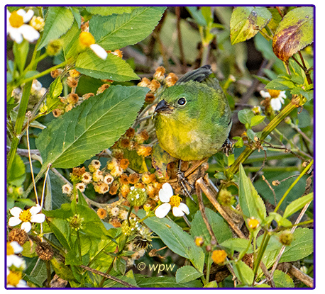 <Photo by ©wpw of a female or juvenile Painted Bunting almost surrounded bu bulbs of Spanish Needle flowers>