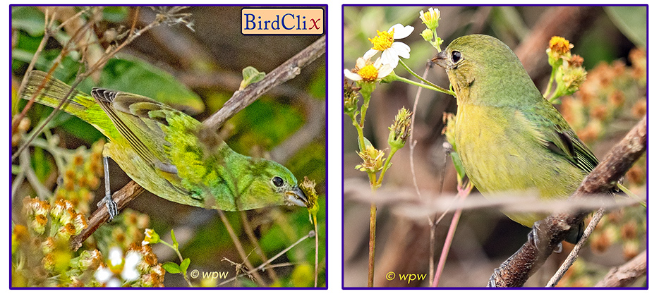 <2 Pictures by ©wpw of a female, left, 
         stretching to the max, and a juvenile, right, Painted Bunting, both picking bulbs of Spanish Needle flowersr>