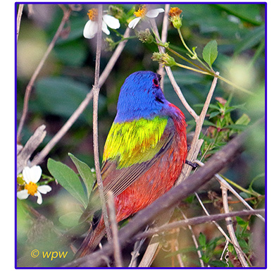 <Photograph by ©wpw of a male Painted Bunting, back and side view, on a branch in a bush environment>