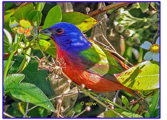<Image by ©wpw of a male Painted Bunting, view from the side, feeding off wild growing Spanish Needle plants>       
