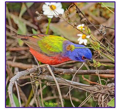 <Image by ©wpw of a male Painted Bunting, view from on top and the side, feeding off wild growing Spanish Needle plants>