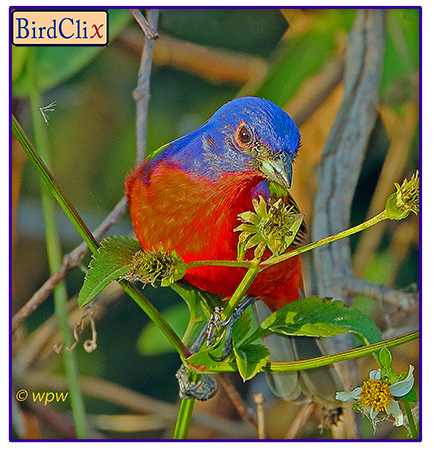 <Photograph by ©wpw <br> of a male Painted Bunting, half frontal view, facing the dry bulb of a Florida nativ Spanish Needle flower>