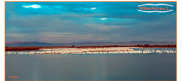 <Image by Wolf Peter Weber of American White Pelicans by the thousands at California's Salton Sea>