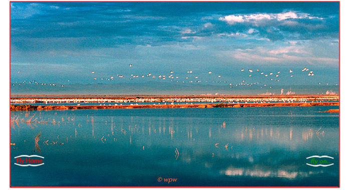 <Late afternoon colors with thousands of American White Pelicans at California's Salton Sea - Image by Wolf Peter Weber>